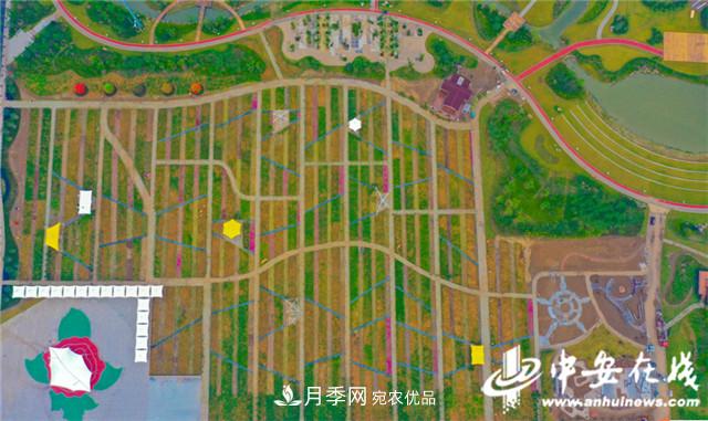 探訪(fǎng)第十屆中國月季展覽會(huì ) 2000多種月季花月底綻放(圖6)