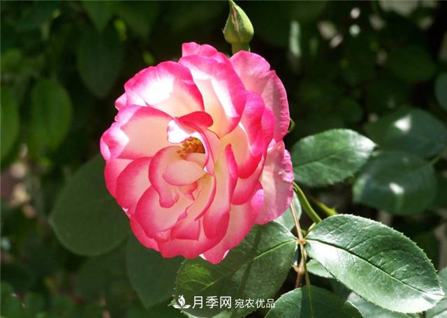 月季，月季，我的月季(圖1)