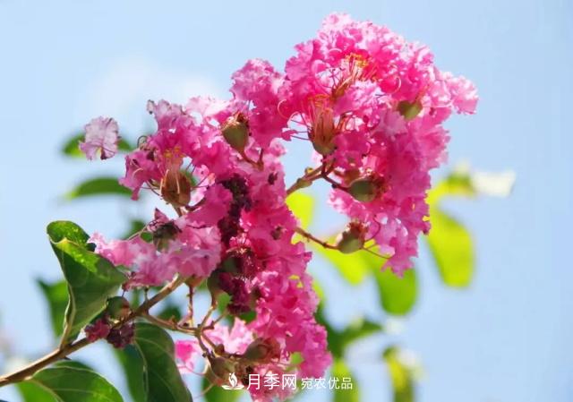 紫薇花木日常管理養護小妙招，型美葉綠花艷，誰(shuí)看都羨慕(圖1)