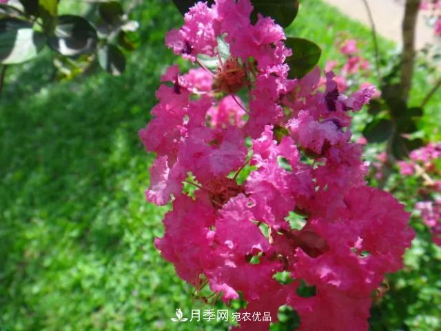 紫薇花木日常管理養護小妙招，型美葉綠花艷，誰(shuí)看都羨慕(圖2)
