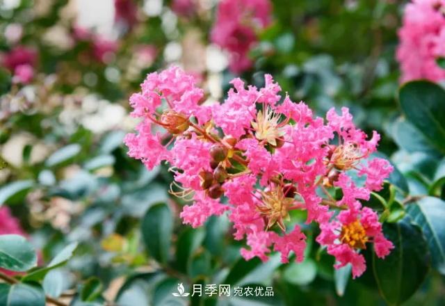 紫薇花木日常管理養護小妙招，型美葉綠花艷，誰(shuí)看都羨慕(圖3)
