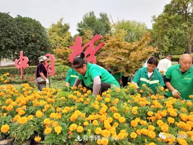 美！6萬(wàn)盆景觀(guān)花卉扮靚鄭州鞏義城區(圖1)