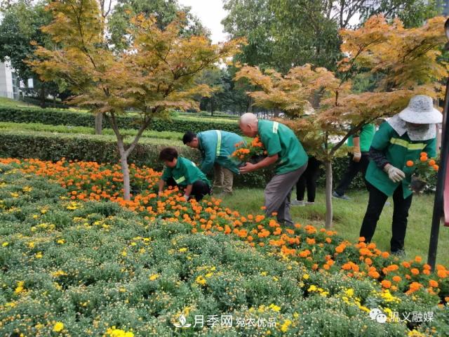 美！6萬(wàn)盆景觀(guān)花卉扮靚鄭州鞏義城區(圖4)