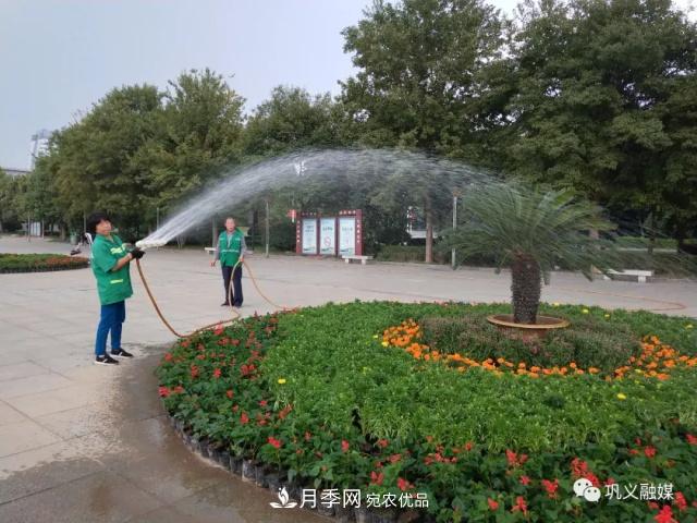 美！6萬(wàn)盆景觀(guān)花卉扮靚鄭州鞏義城區(圖5)