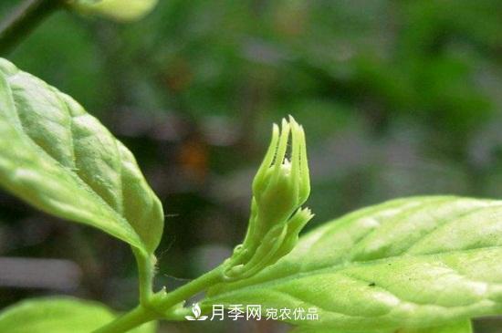 月季葉子卷曲沒(méi)有蟲(chóng)，是什么原因(圖1)