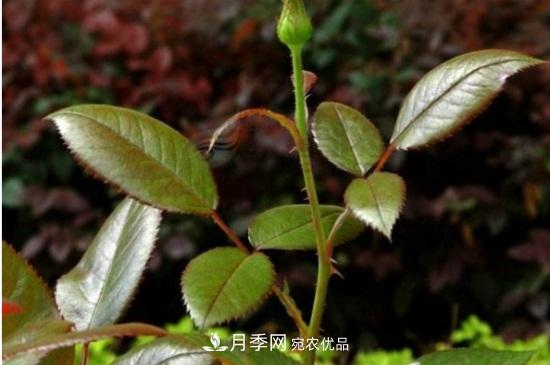 月季葉子卷曲沒(méi)有蟲(chóng)，是什么原因(圖3)