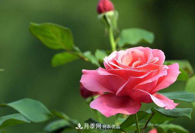 月季花如何養護才能讓根系更發(fā)達(圖1)
