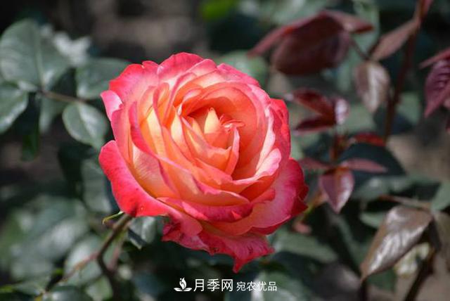 月季花如何養護才能讓根系更發(fā)達(圖2)