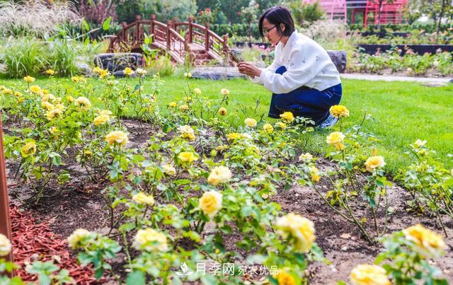 北京大興納波灣月季園新增33個(gè)主題園(相冊)(圖2)