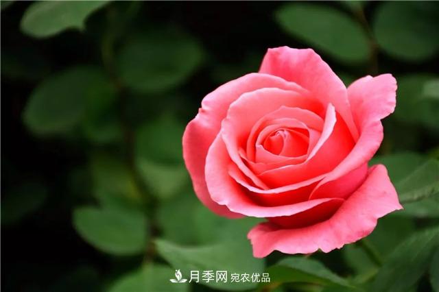 月季之都，陜西韓城市打造月季花海文化名城(相冊)(圖2)