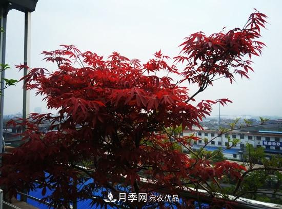 頂樓栽培花草，如何選擇品種？(圖1)