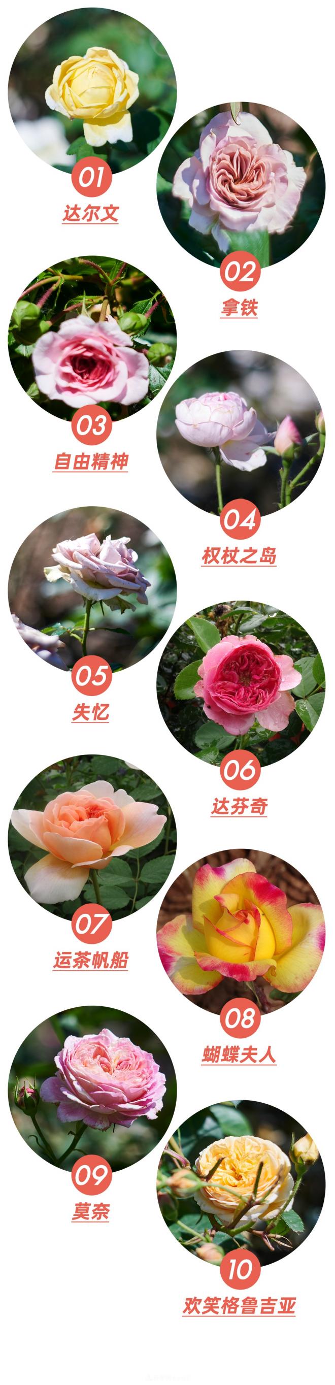 陳丹燕：不能旅行的日子，她開(kāi)始與月季對話(huà)(圖5)