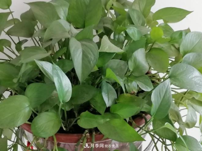 十二種易養的花木(圖1)
