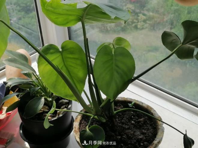 十二種易養的花木(圖4)