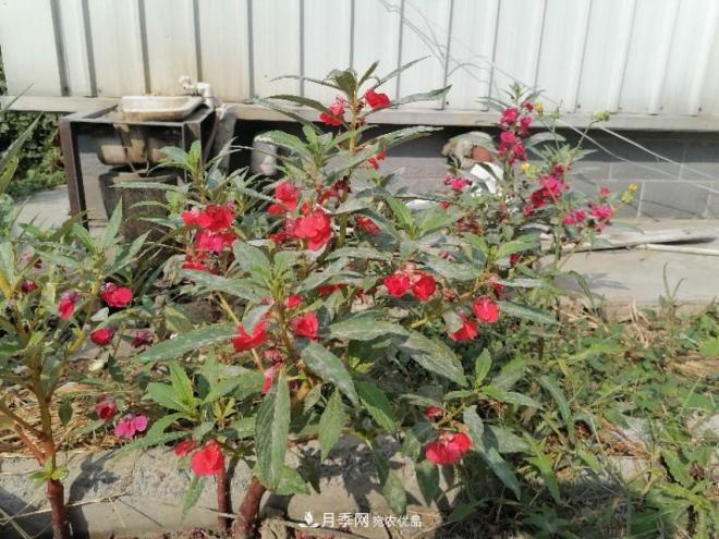 十二種易養的花木(圖2)