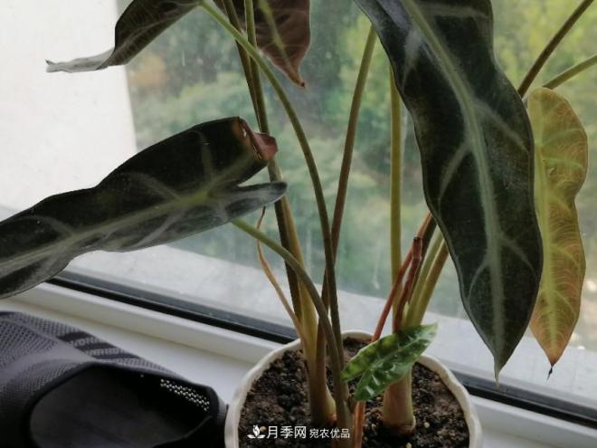 十二種易養的花木(圖5)