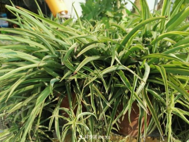 十二種易養的花木(圖6)