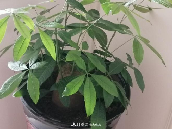 十二種易養的花木(圖7)