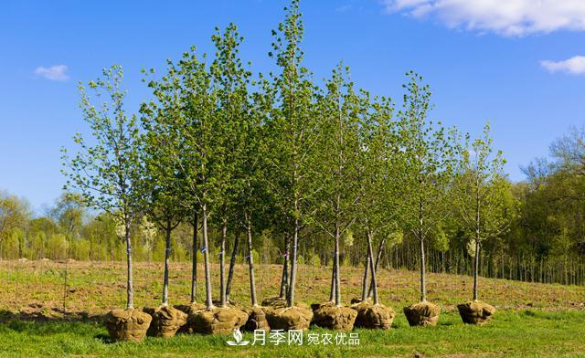 經(jīng)濟價(jià)值較高，適合在農田種植的苗木有哪些？(圖1)