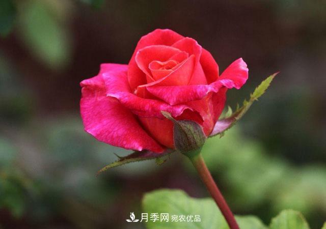 秋天的月季做好這幾點(diǎn)養護，花照樣盛開(kāi)繼續美艷(圖1)