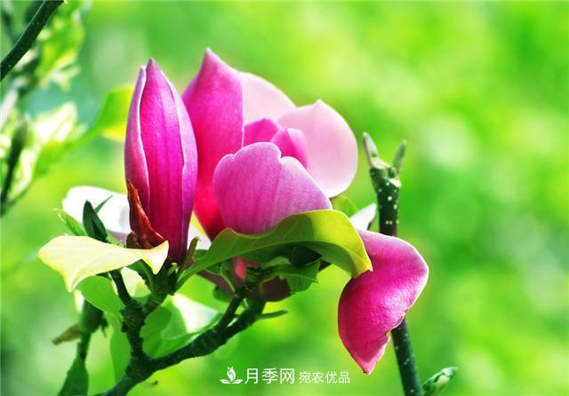 玉蘭花的花語(yǔ)、傳說(shuō)、栽培記述與歷史文化(圖1)