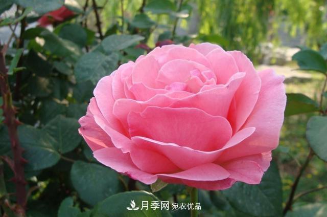 國慶長(cháng)期不會(huì )養護月季？看這里(圖1)