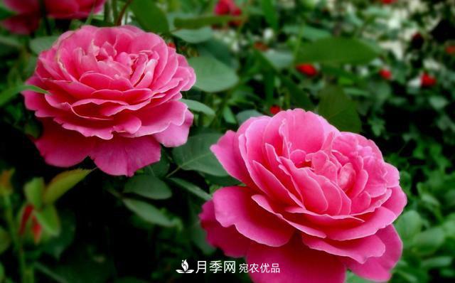 國慶長(cháng)期不會(huì )養護月季？看這里(圖2)