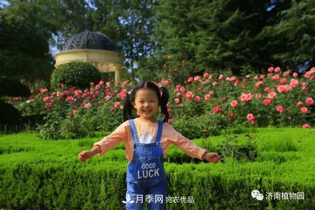 金秋花兒姹紫紅，山東濟南植物園萬(wàn)株月季與您“約會(huì )”佳節(圖6)