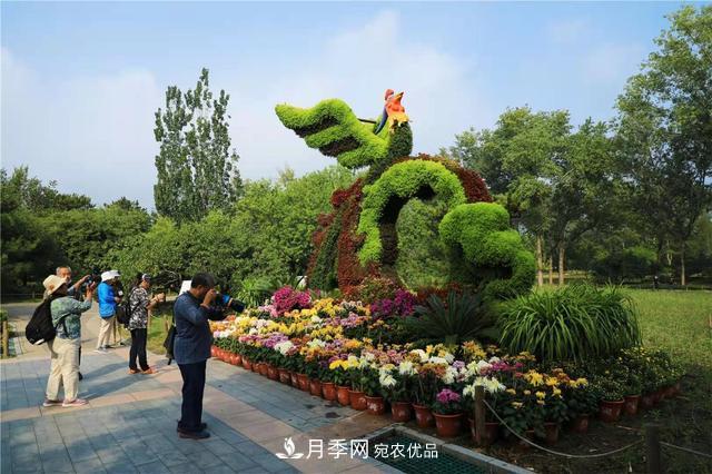 北京植物園第28屆市花展開(kāi)幕，菊花月季是主角(圖3)