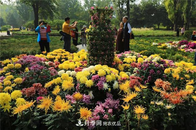 北京植物園第28屆市花展開(kāi)幕，菊花月季是主角(圖4)
