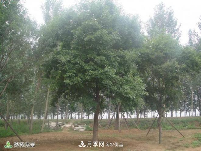 南召玉蘭生態(tài)觀(guān)光園(圖3)