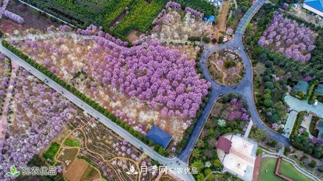 南召玉蘭生態(tài)觀(guān)光園(圖1)
