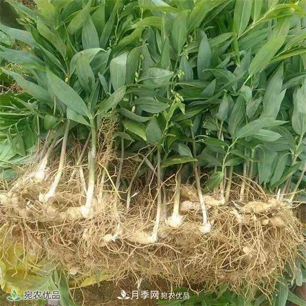 市場(chǎng)需求大，黃精種植效益分析，南陽(yáng)黃精種苗基地直銷(xiāo)價(jià)格(圖2)
