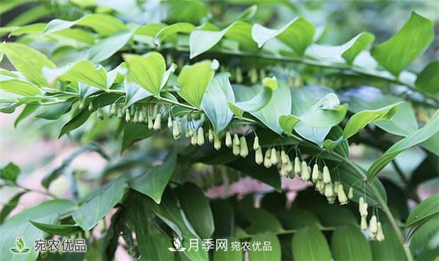 市場(chǎng)需求大，黃精種植效益分析，南陽(yáng)黃精種苗基地直銷(xiāo)價(jià)格(圖1)
