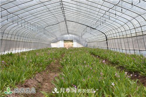 白芨種苗應該怎么挑選？種植方法是什么？南陽(yáng)基地為你講解(圖2)