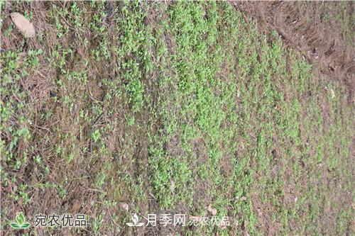 白芨種苗應該怎么挑選？種植方法是什么？南陽(yáng)基地為你講解(圖1)