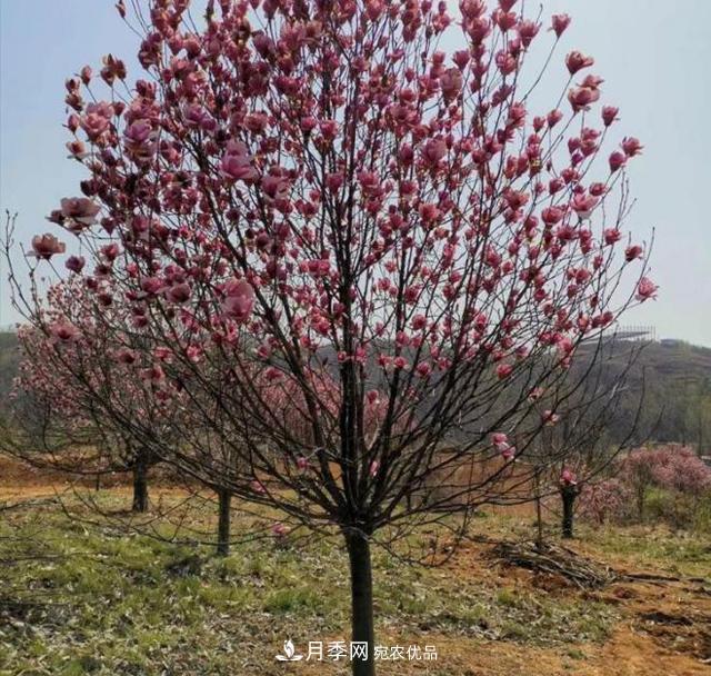 南召辛夷苗價(jià)格，辛夷苗行情，中國辛夷之鄉玉蘭之鄉(圖3)