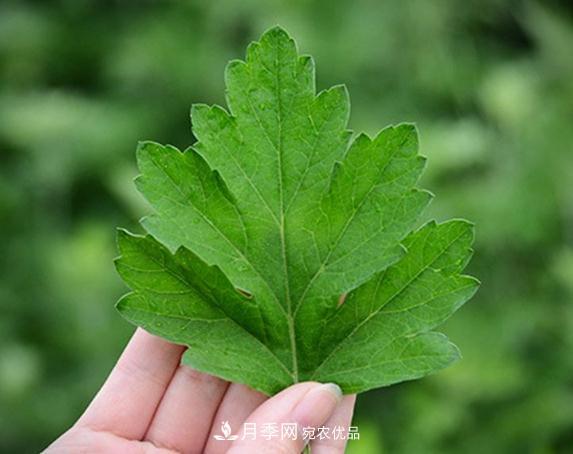 “艾草之鄉”南陽(yáng) 小艾草撐起大產(chǎn)業(yè)(圖3)