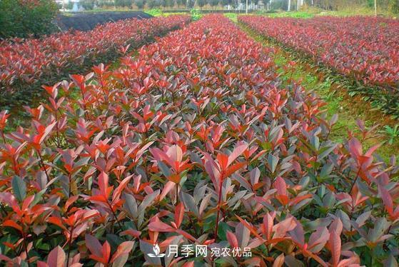 南陽(yáng)市內鄉縣五角楓紅葉石楠基地(圖1)