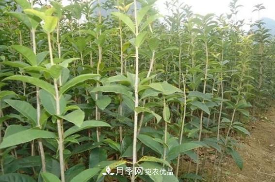 快速學(xué)習南陽(yáng)苗木行業(yè)的規格術(shù)語(yǔ) 胸徑米徑冠幅(圖1)