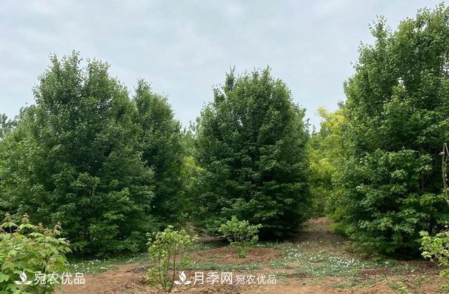 論南陽(yáng)苗木花卉行業(yè)的內銷(xiāo)與外銷(xiāo)(圖6)
