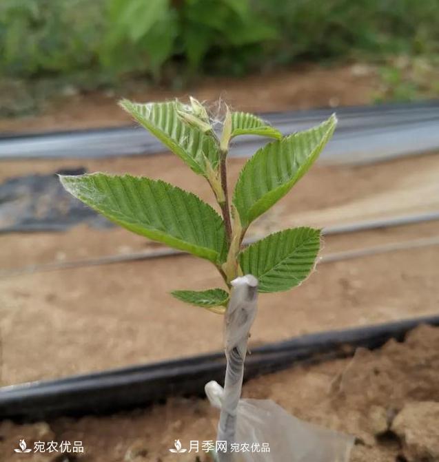 論南陽(yáng)苗木花卉行業(yè)的內銷(xiāo)與外銷(xiāo)(圖1)