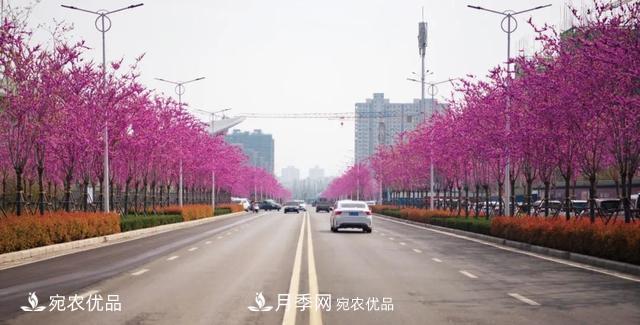 論南陽(yáng)苗木花卉行業(yè)的內銷(xiāo)與外銷(xiāo)(圖5)