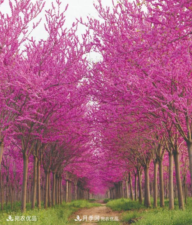 論南陽(yáng)苗木花卉行業(yè)的內銷(xiāo)與外銷(xiāo)(圖3)
