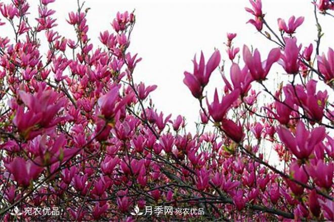 中國辛夷之鄉，帶你看看什么是南陽(yáng)南召辛夷花(圖1)