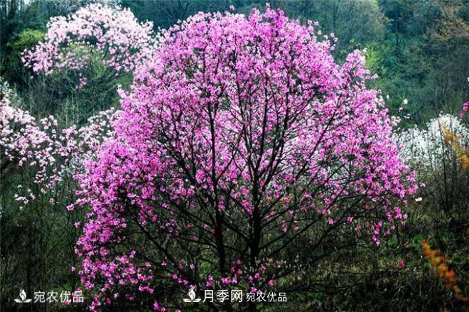 中國辛夷之鄉，帶你看看什么是南陽(yáng)南召辛夷花(圖2)