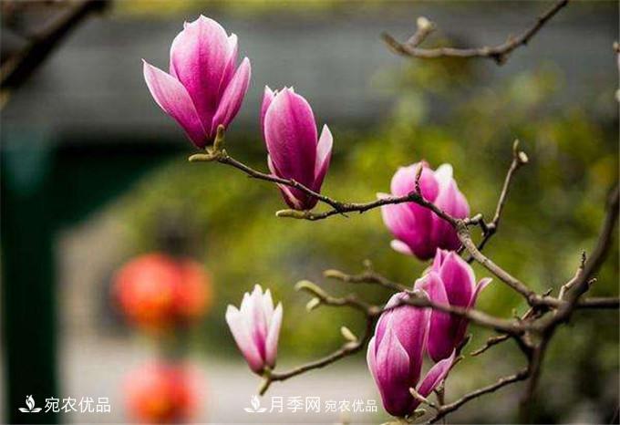 中國辛夷之鄉，帶你看看什么是南陽(yáng)南召辛夷花(圖3)