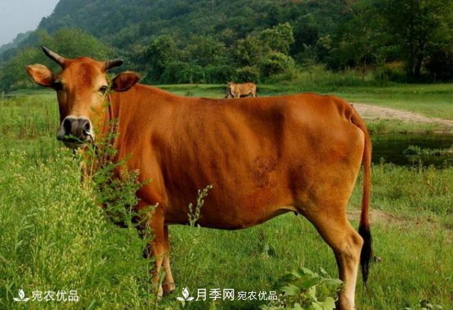 南陽(yáng)黃牛，中國地理標志保護農產(chǎn)品(圖1)