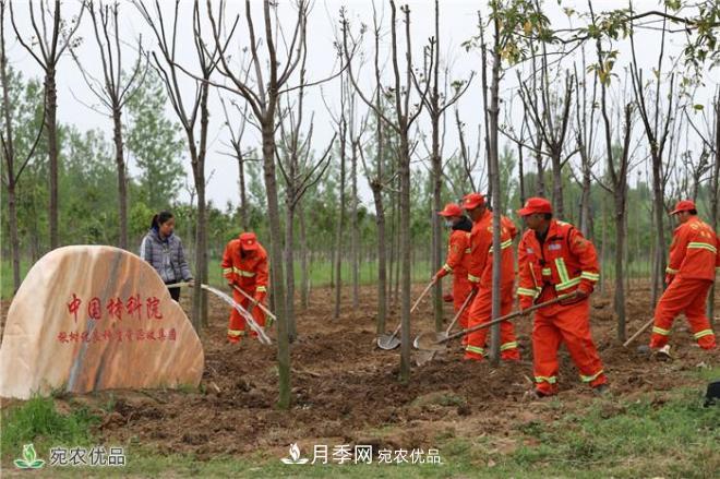 南陽(yáng)打造林木優(yōu)良種質(zhì)資源庫——香椿揪樹(shù)爭俏蘭湖公園(圖1)