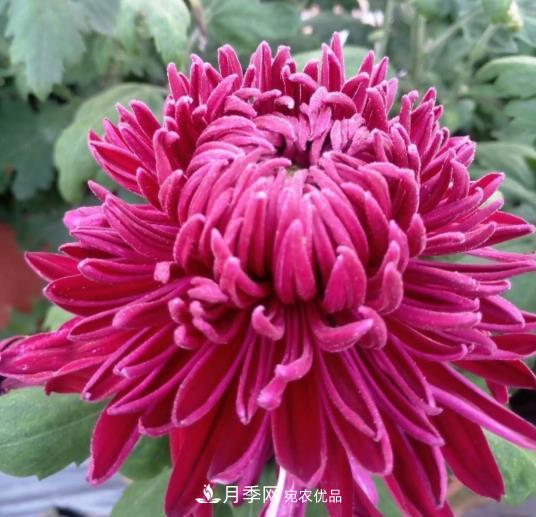 南陽(yáng)鎮平國明盆栽菊花基地(圖1)